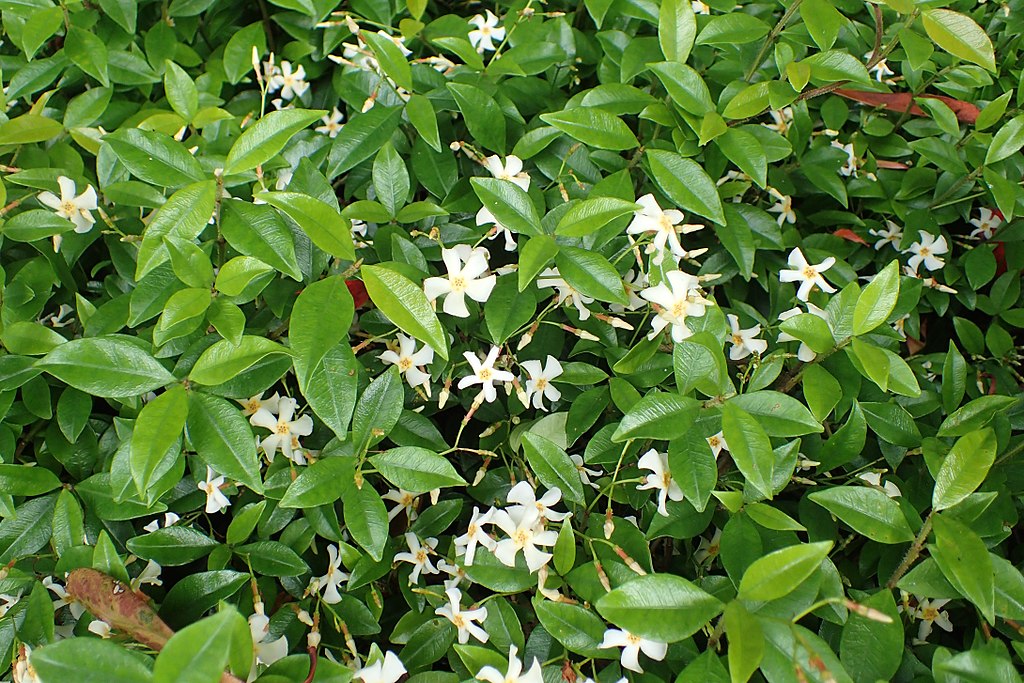 Asiatic Jasmine