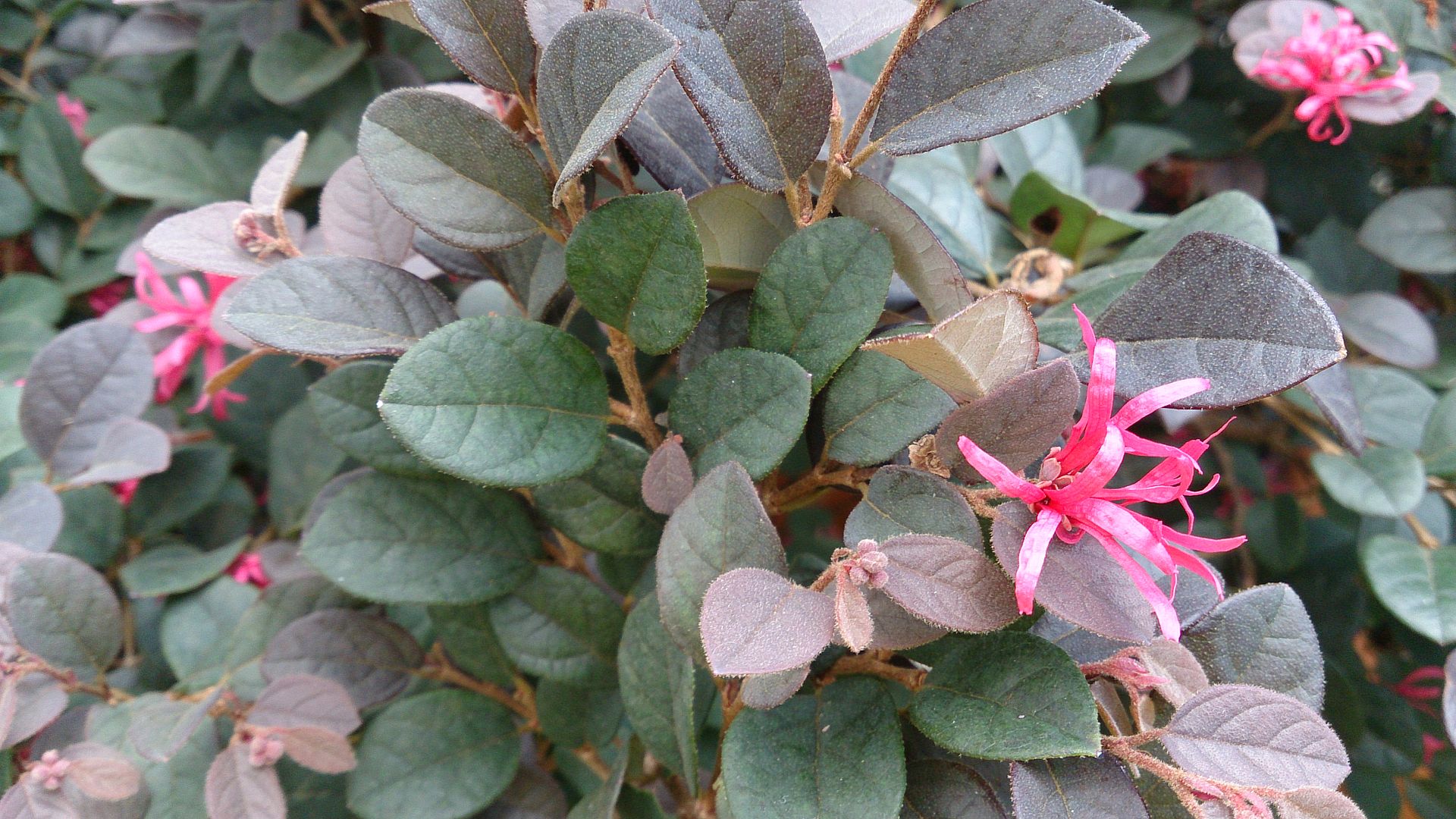 chinese fringe flower