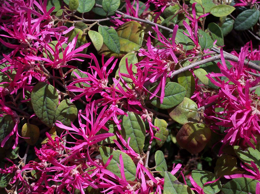 Loropetalum Chinese Fringe Flower shrub