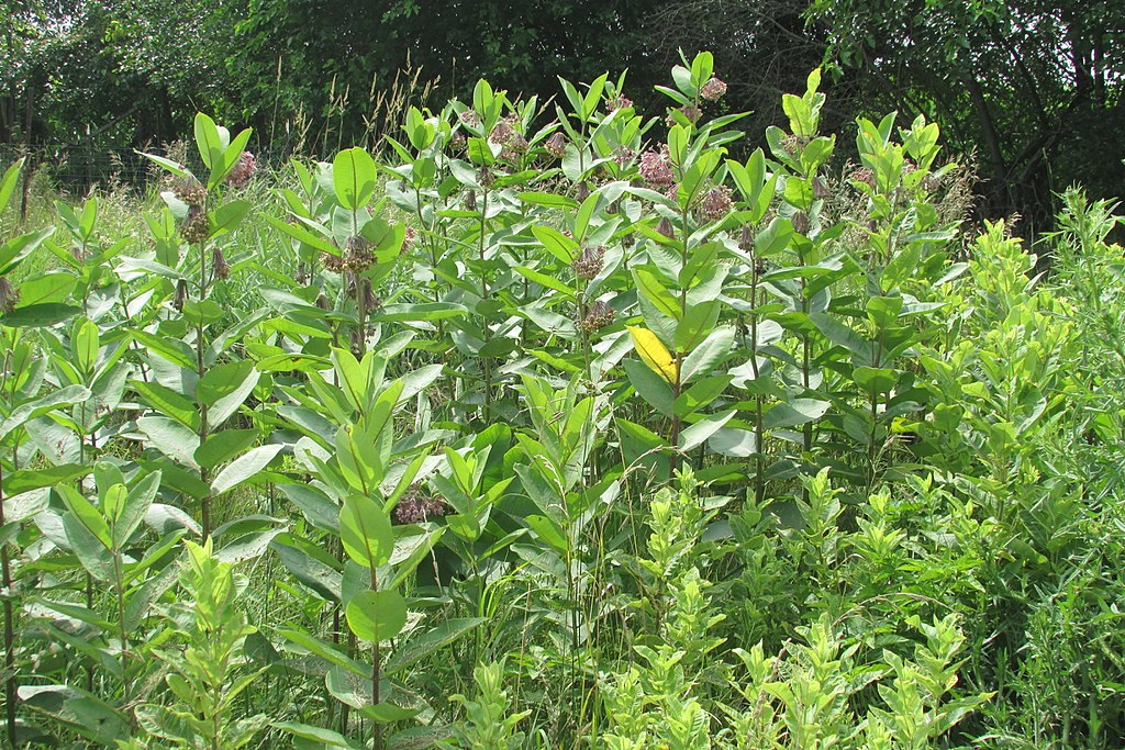 milkweed