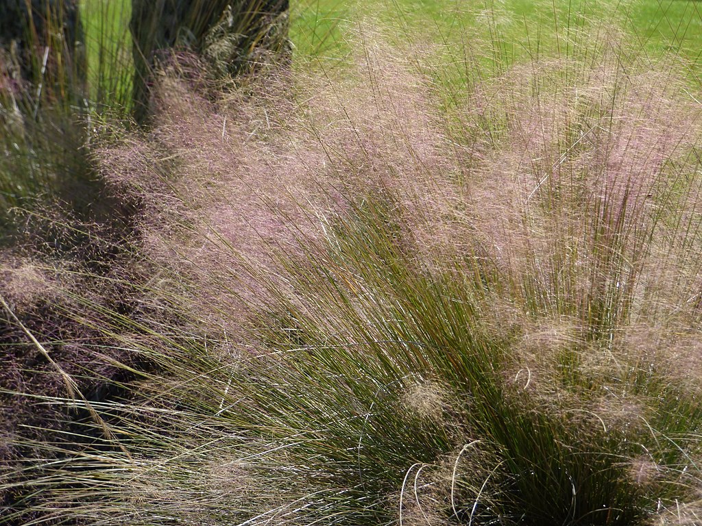 pink muhly grass