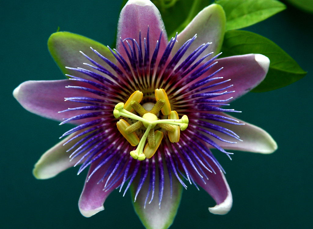 passion flower