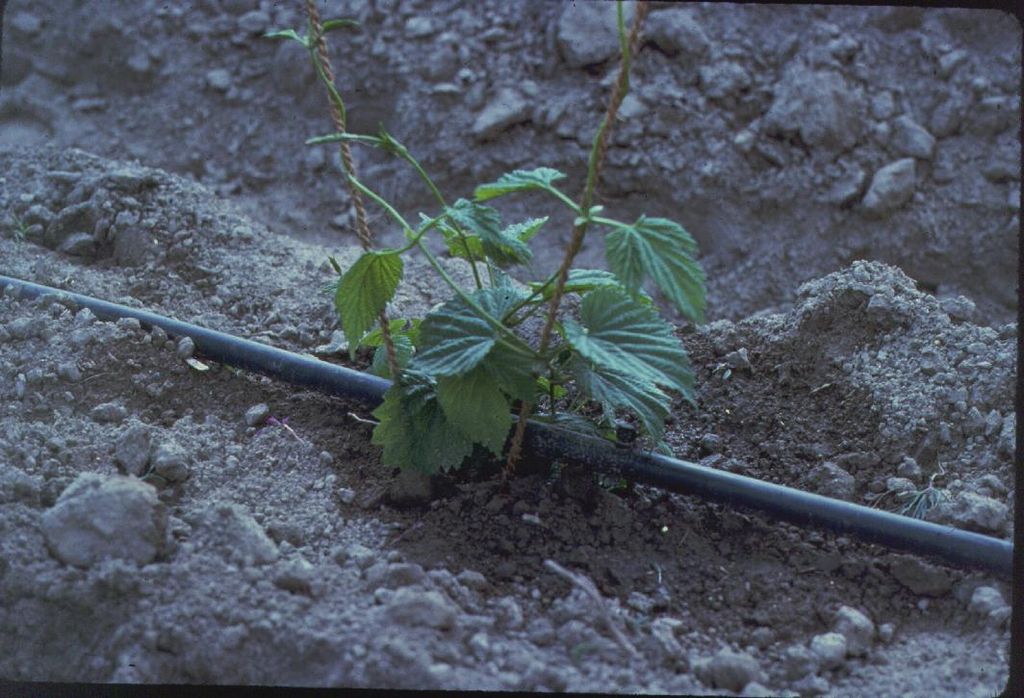 plant with drip irrigation