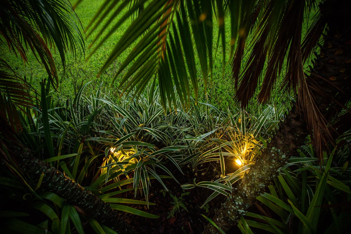 landscape lighting in grasses in landscape bed