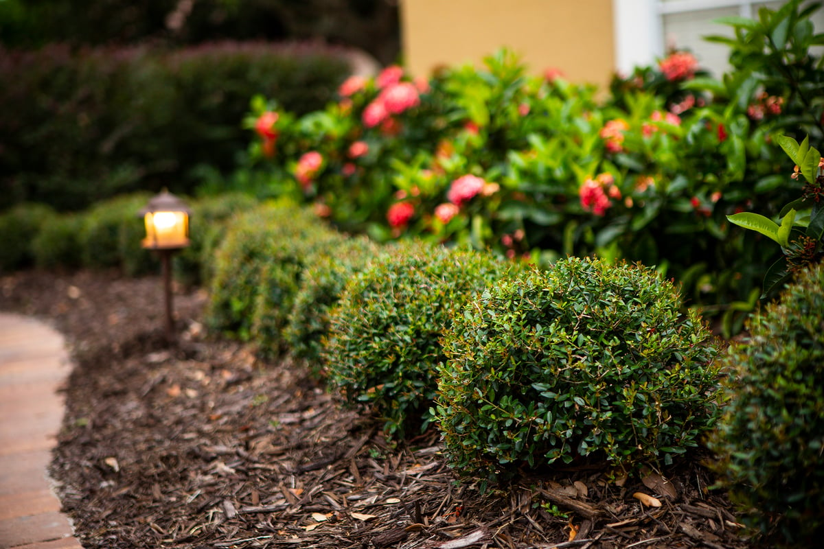 boxwood and flowers planted in mulch landscape beds