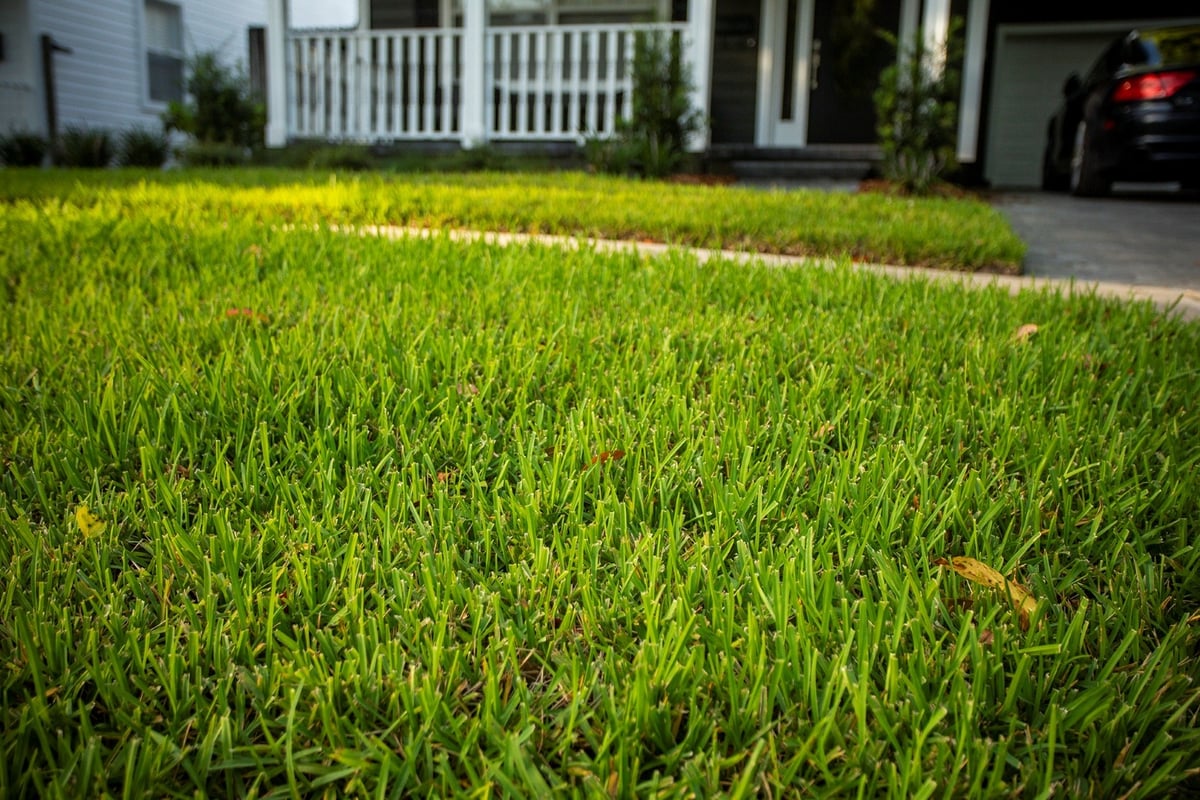 healthy sod in front of home