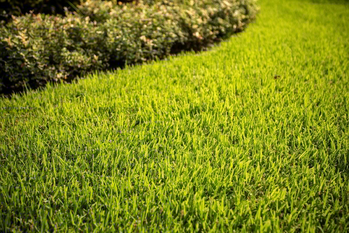 healthy grass 