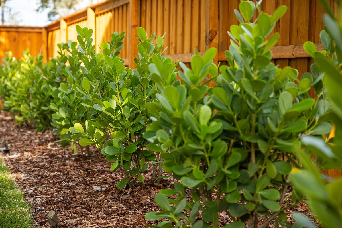 fenceline planting bed full of evergreen shrubs
