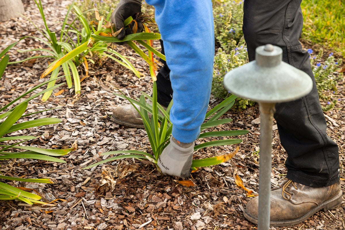 landscape maintenance technician pruning perennial plants in a florida planting bed