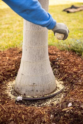 maintenance crew installing mulch ring to base of palm tree 2