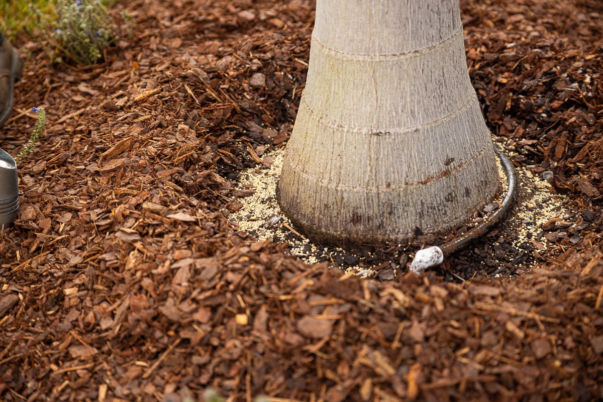 mulch around the trunk of a palm tree