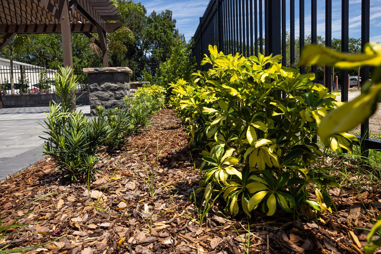 office display planting beds with shrubs mulch and fence