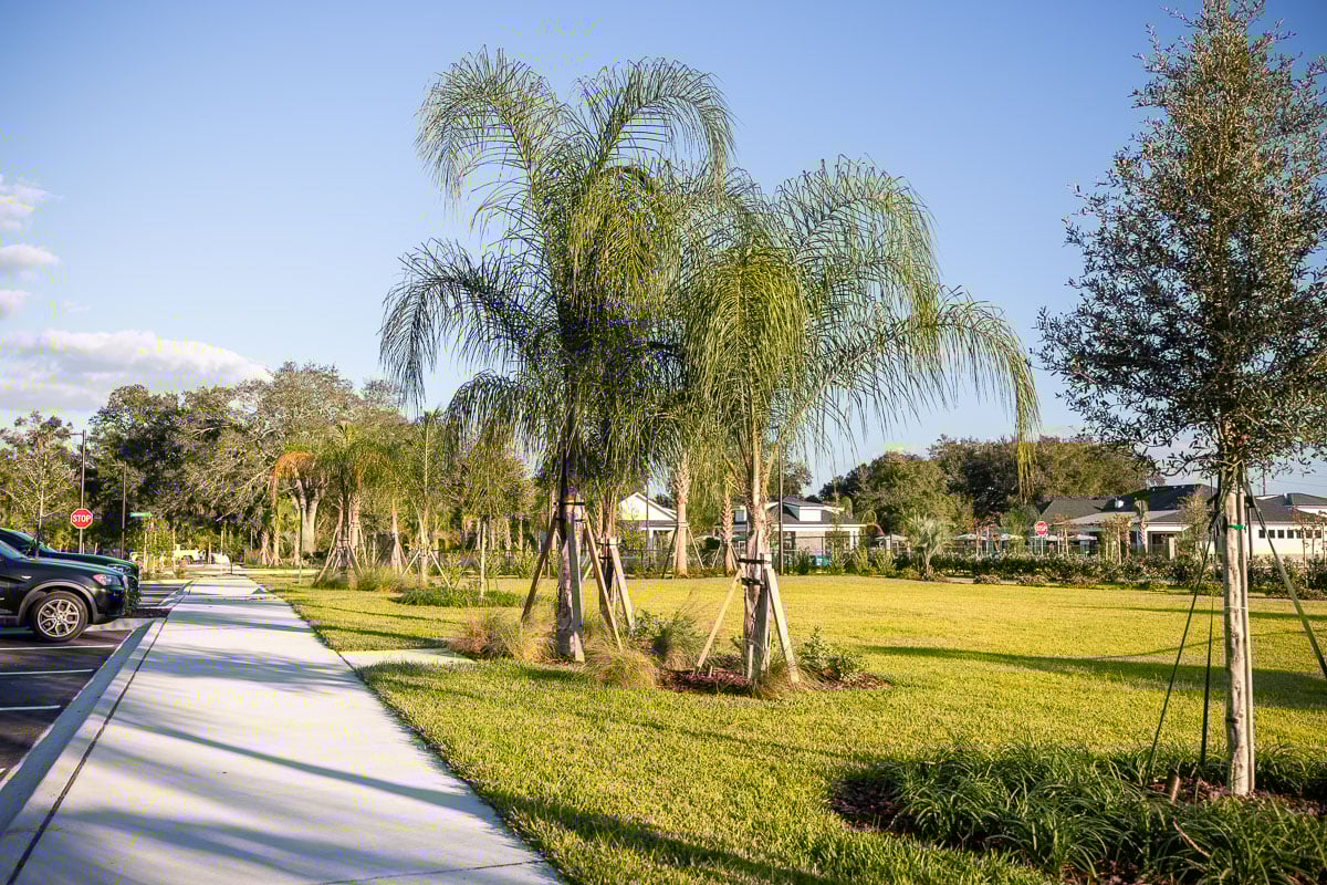 commercial apartments complete sod lawn palm trees