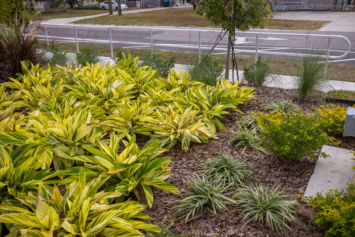 commercial planting retail shrubs perennials planting bed entrance sign bed