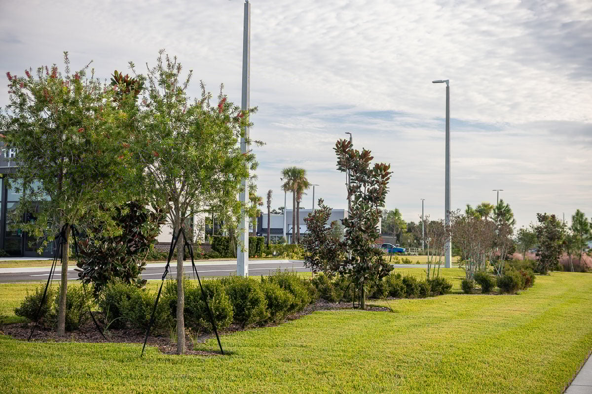 commercial retail bank planting beds shrubs sod lawn trees 4