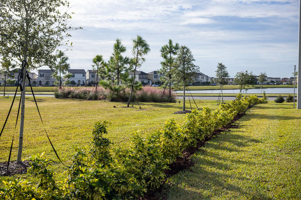 commercial retail planting bed sod lawn trees shrubs grasses