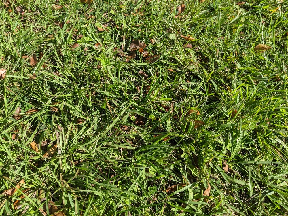 Argentine Bahia sod