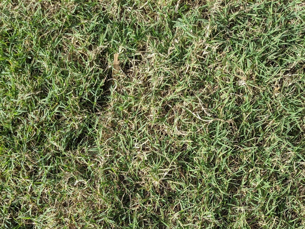Celebration Bermudagrass sod 