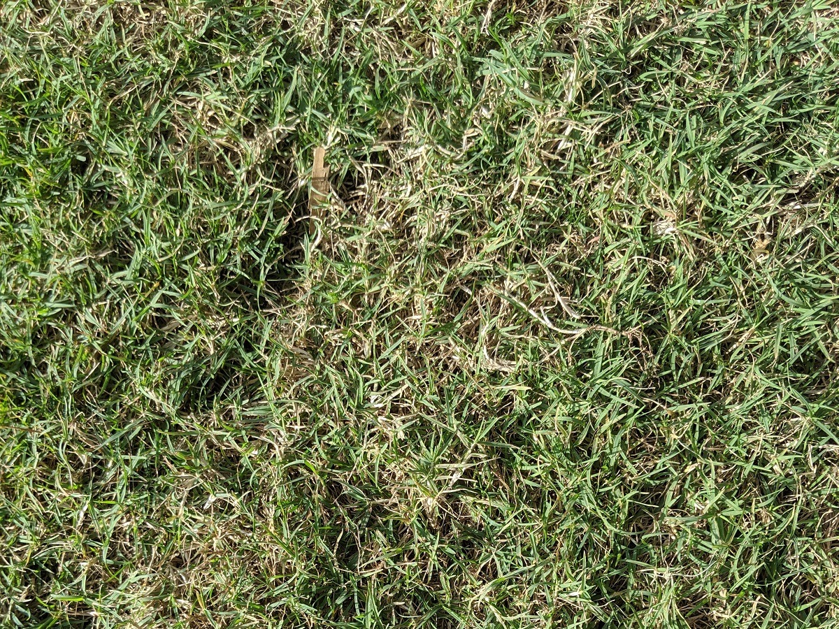 celebration bermuda sod grass