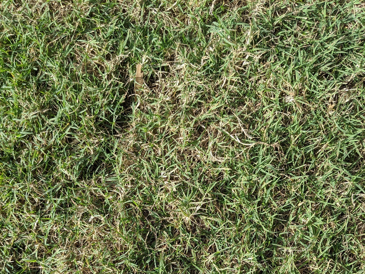 Celebration Bermuda grass