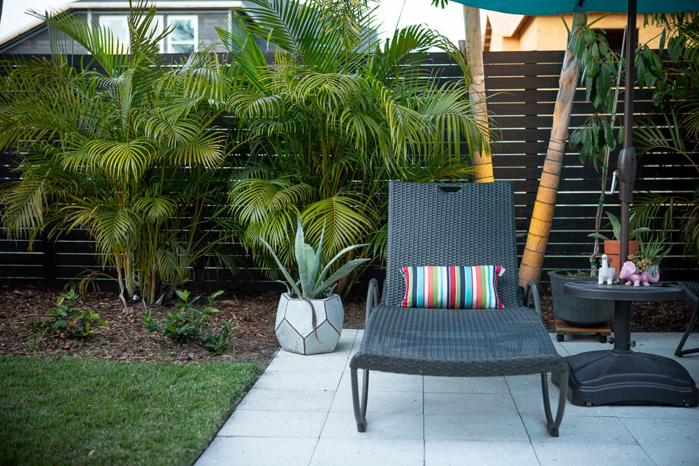 palm trees in landscape beds near patio