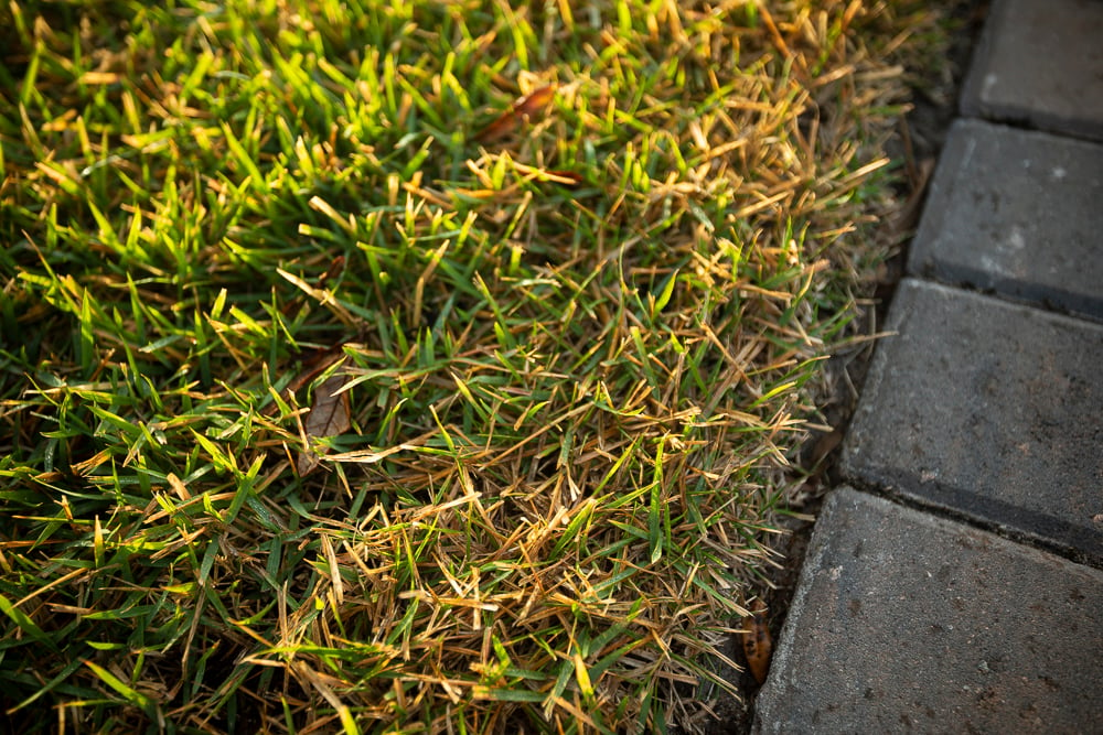 brown grass near paver walkway