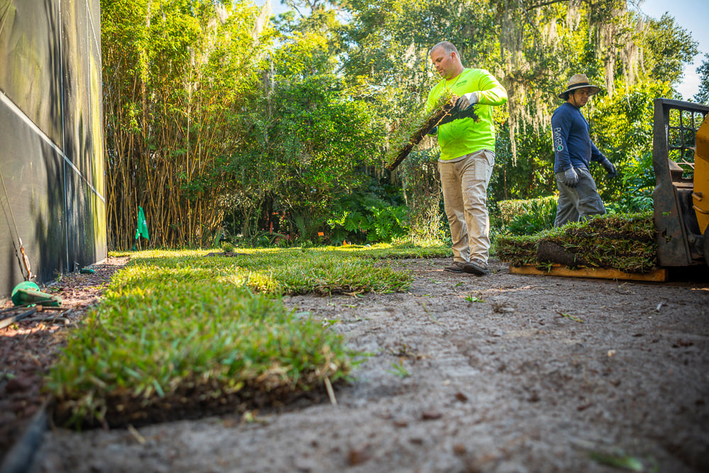 sod installation team puts new grass down on dirt