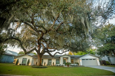 interesting tree