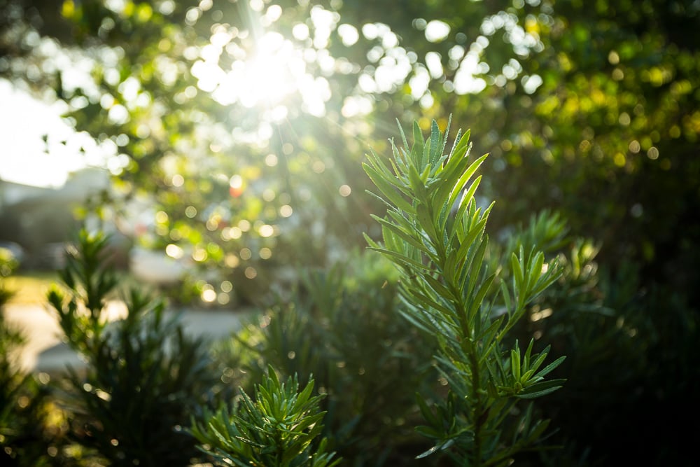 plant in sun