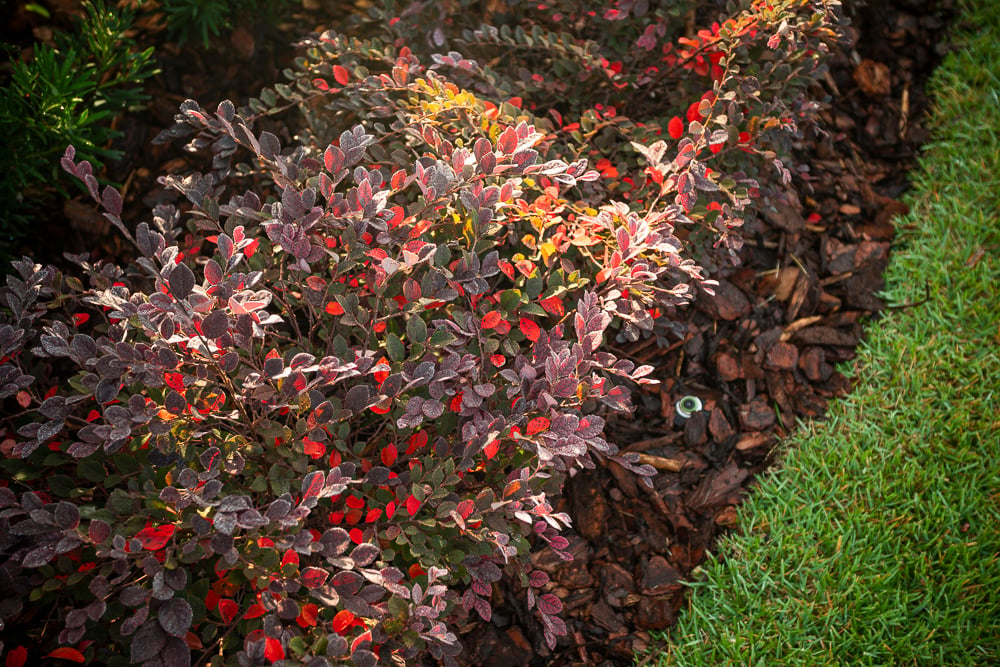 mulch in landscape bed with plantings