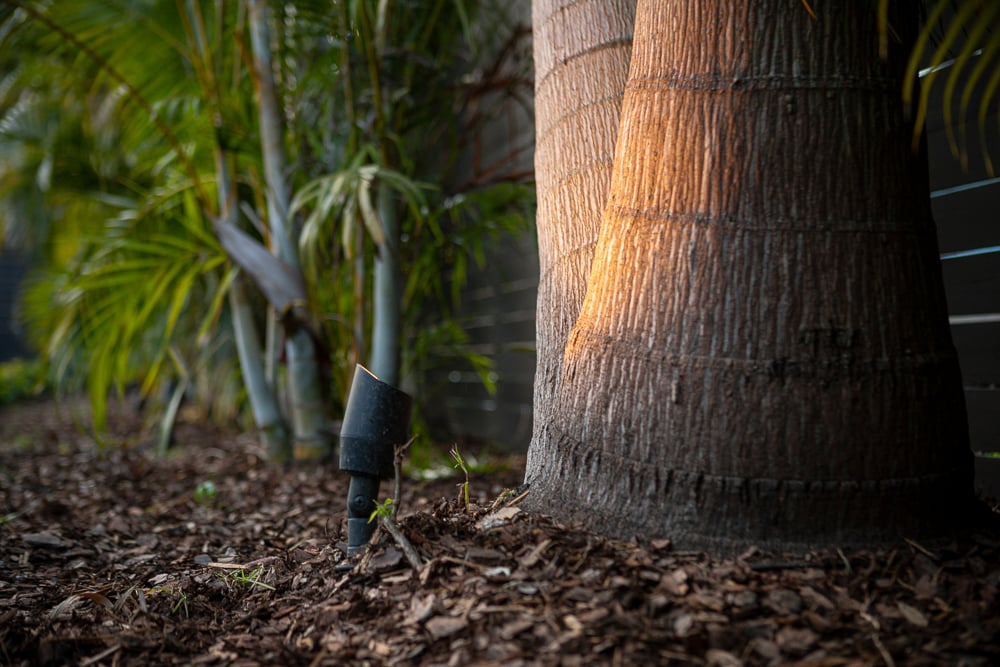 landscape lighting at base of palm tree