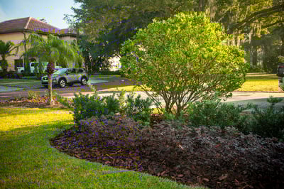 yard plantings
