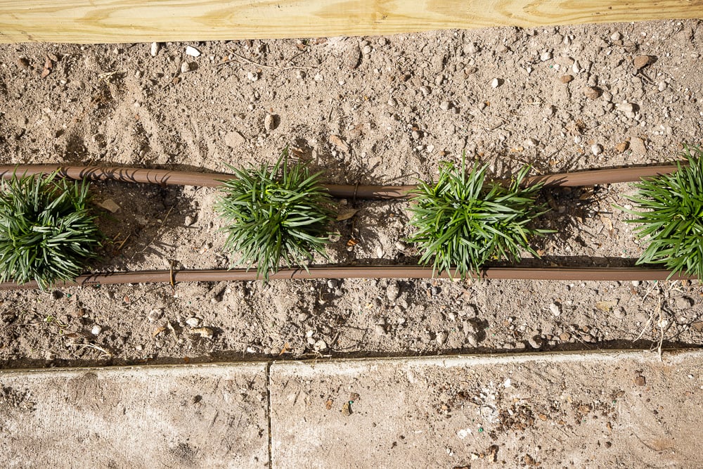 Drip Irrigation Perennials
