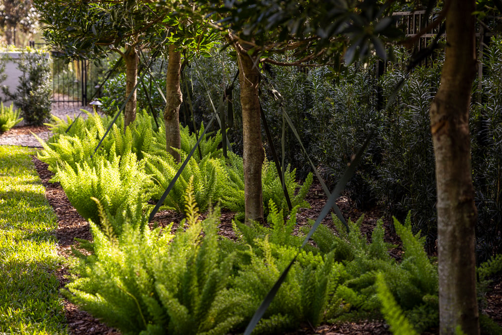 ferns near trees in landscape bed