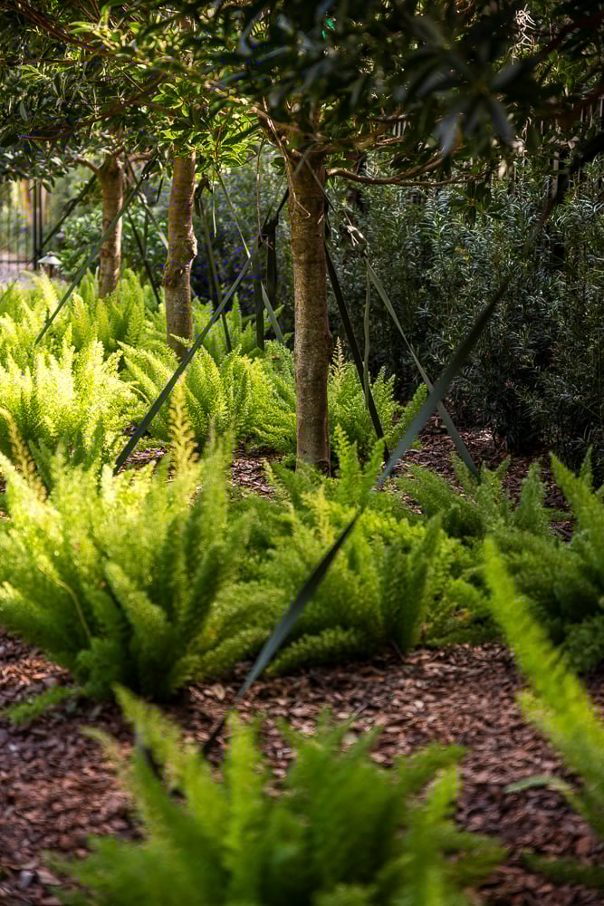 tropical ornamental trees and ferns in a florida planting bed