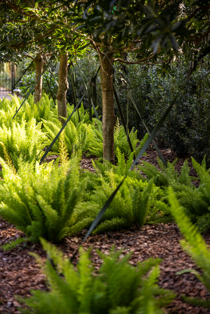 tropical ornamental trees and ferns in a florida planting bed
