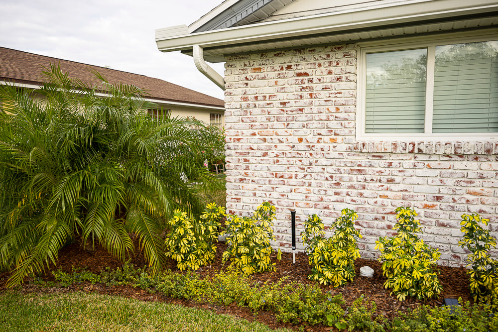 foundation planting bed with tropical shrubs and perennials