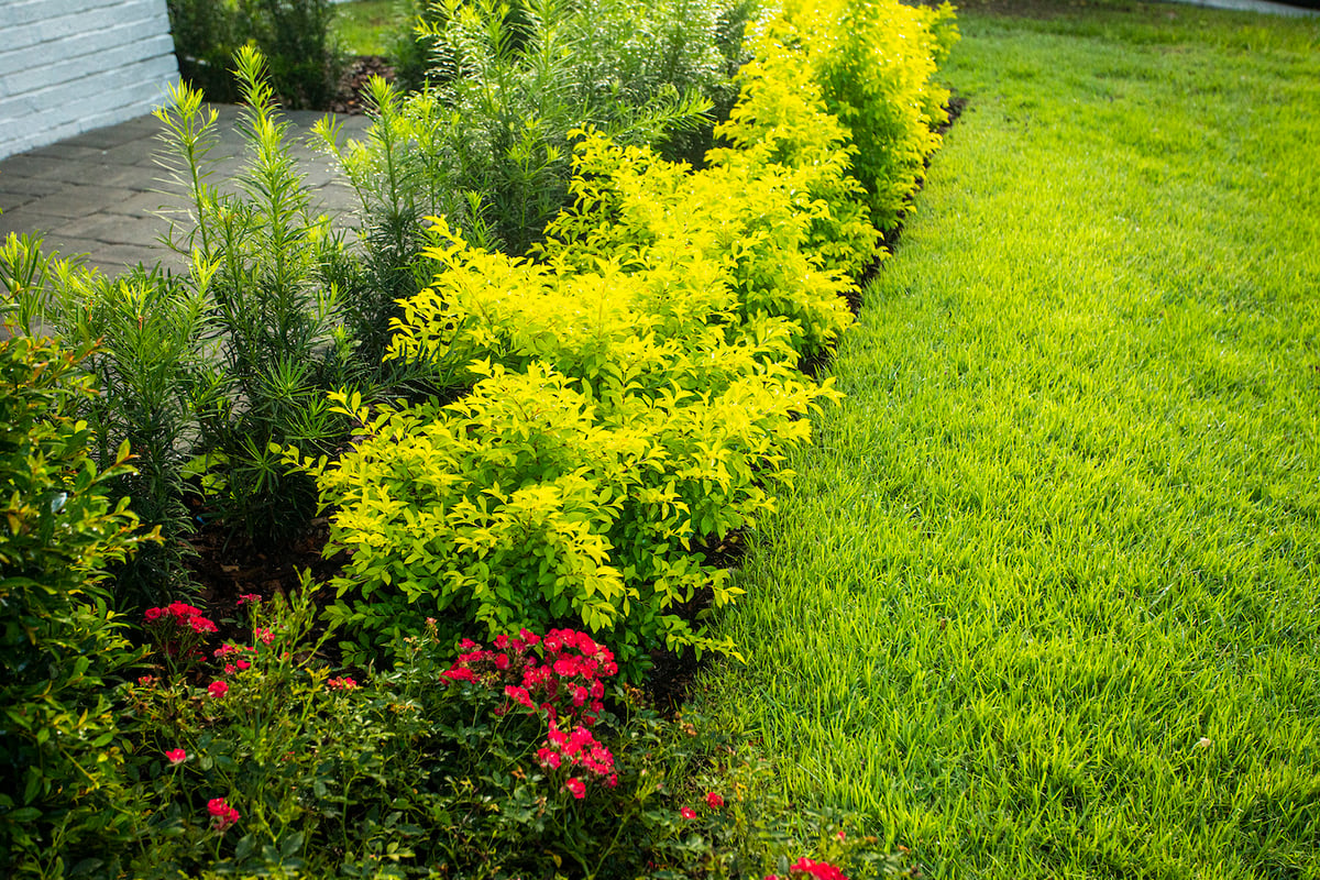 lawn and landscape bed with plantings