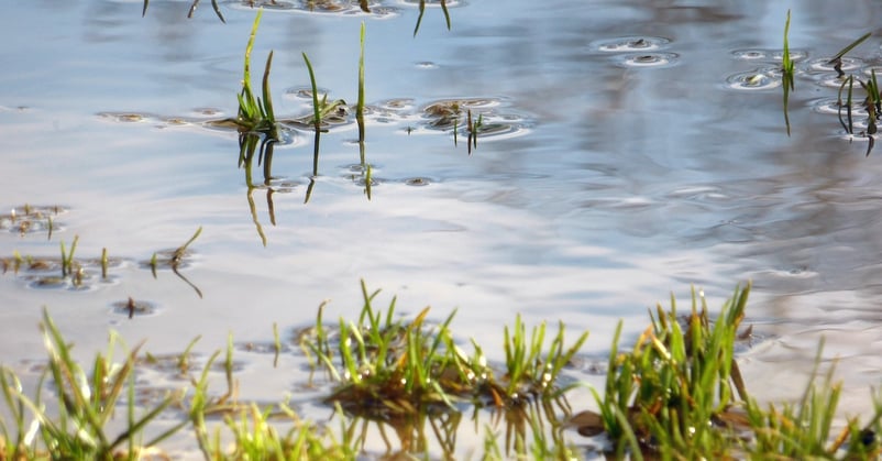 standing water in a central florida lawn
