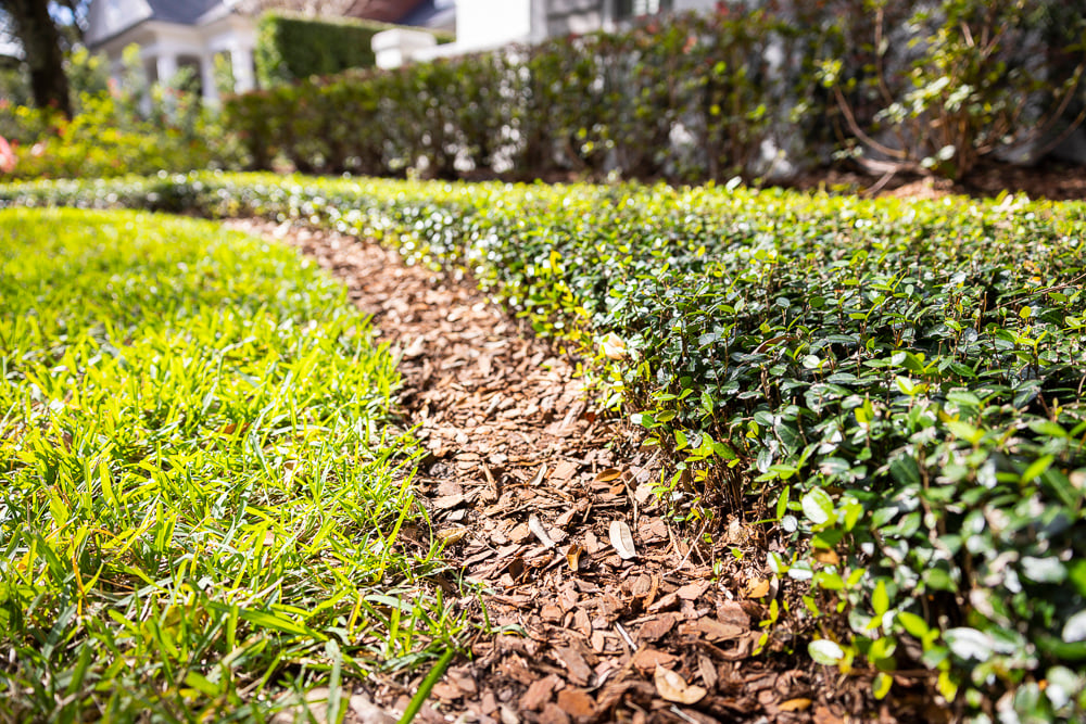 planting bed with mulch, groundcover and border shrubs along lawn