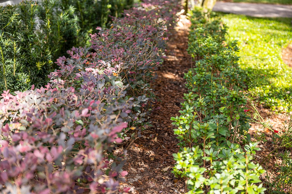 mulch landscape bed with plantings