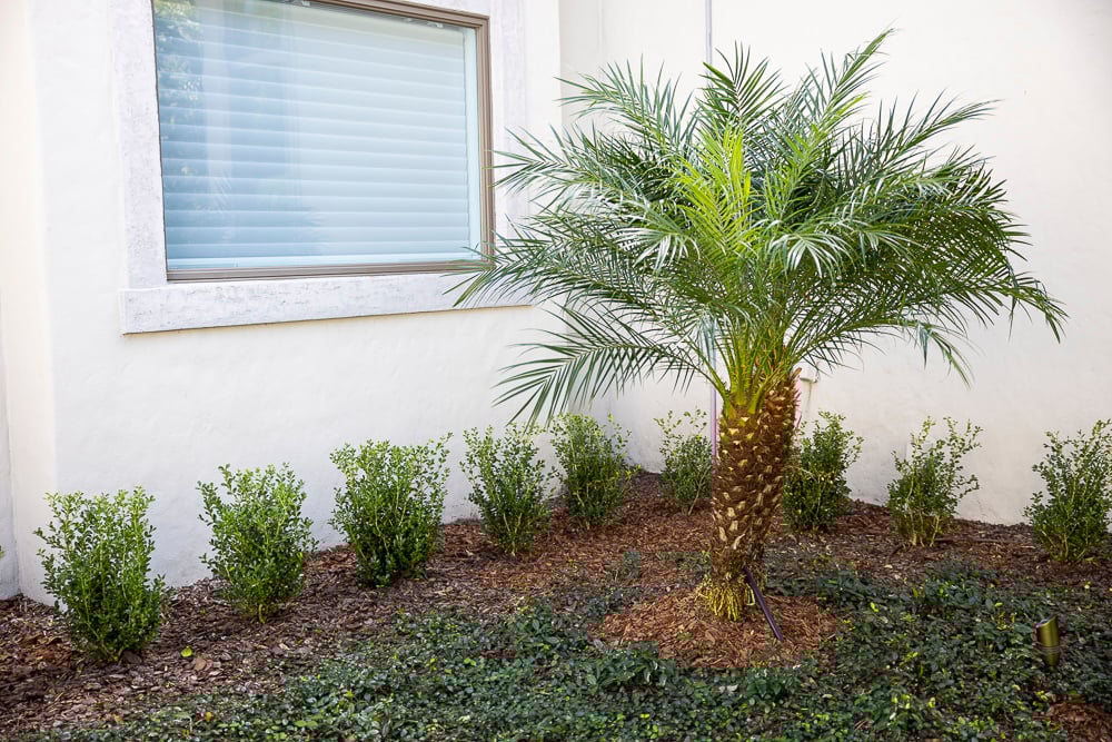 bottle palm with groundcover and shrubs in an orlando planting bed