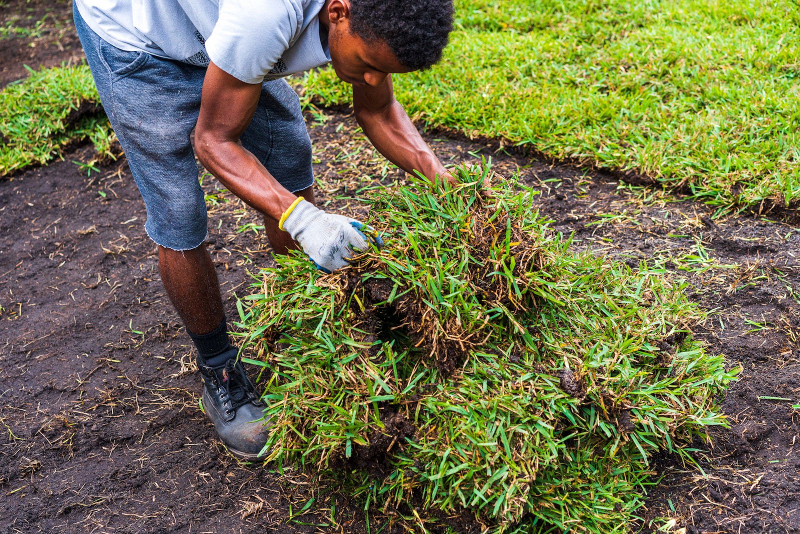 landscape technician installing sod to new lawn