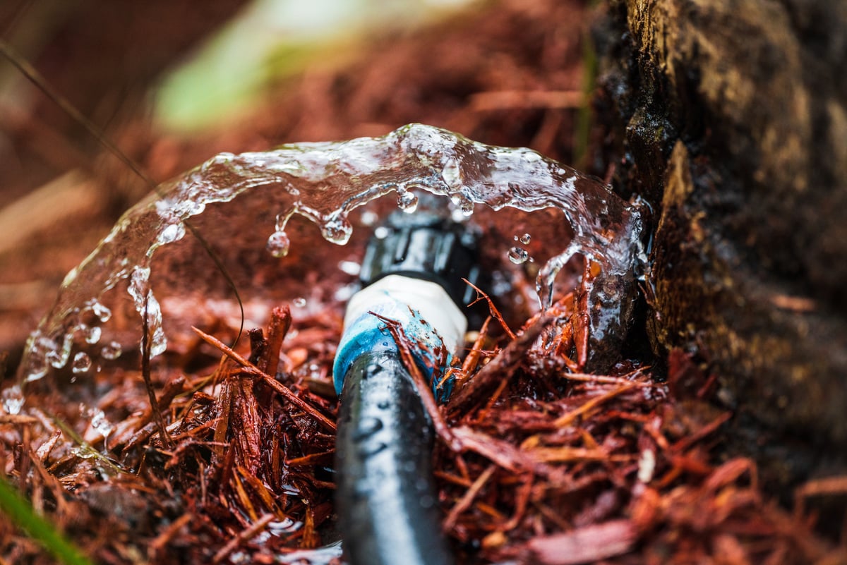 drip irrigation in mulch watering plants