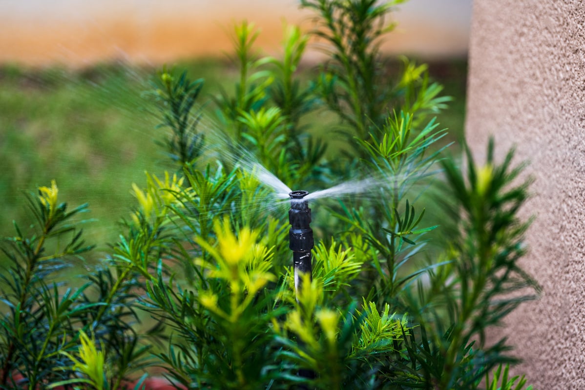 sprinkler head waters plant