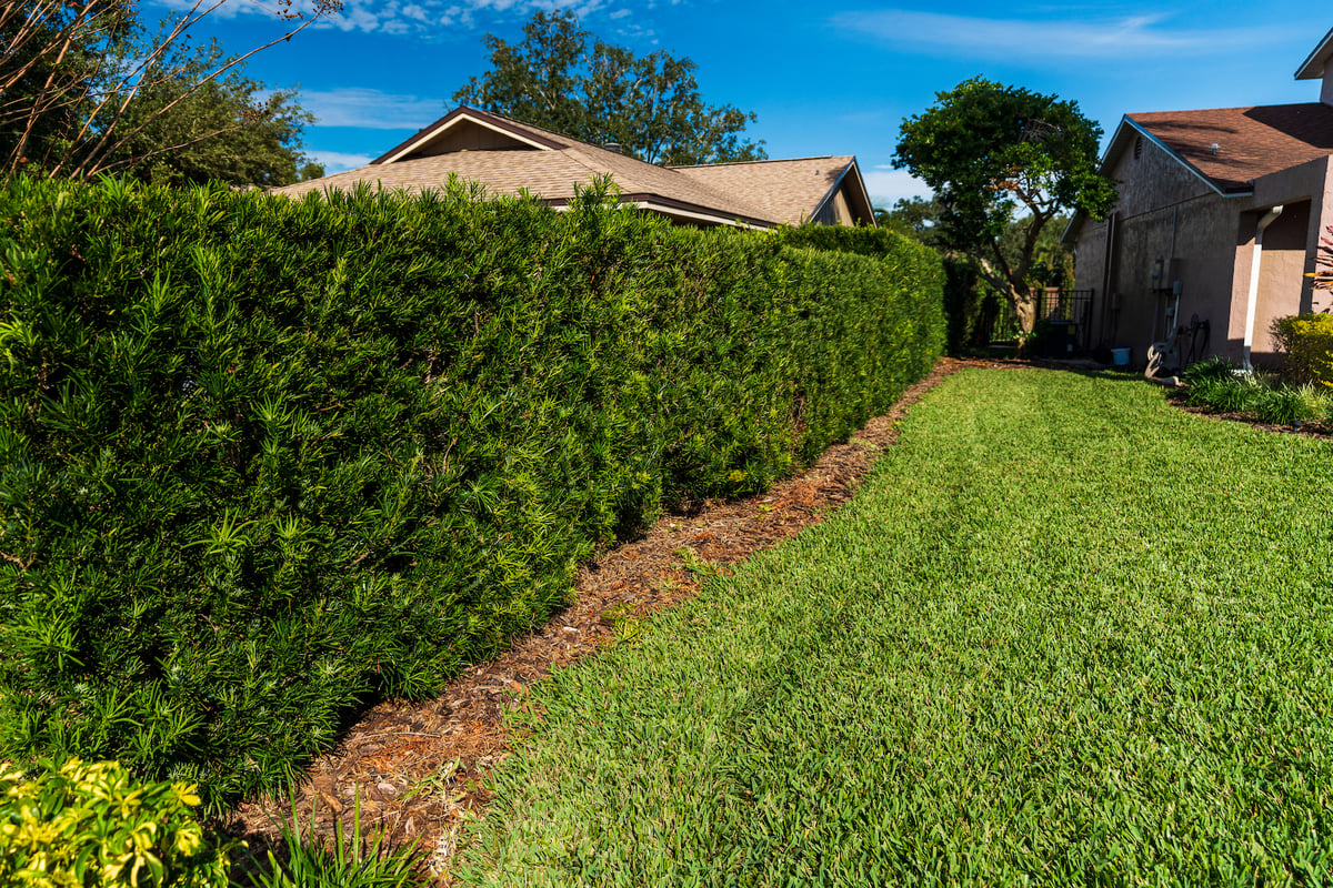 shrubs used as a green privacy fence