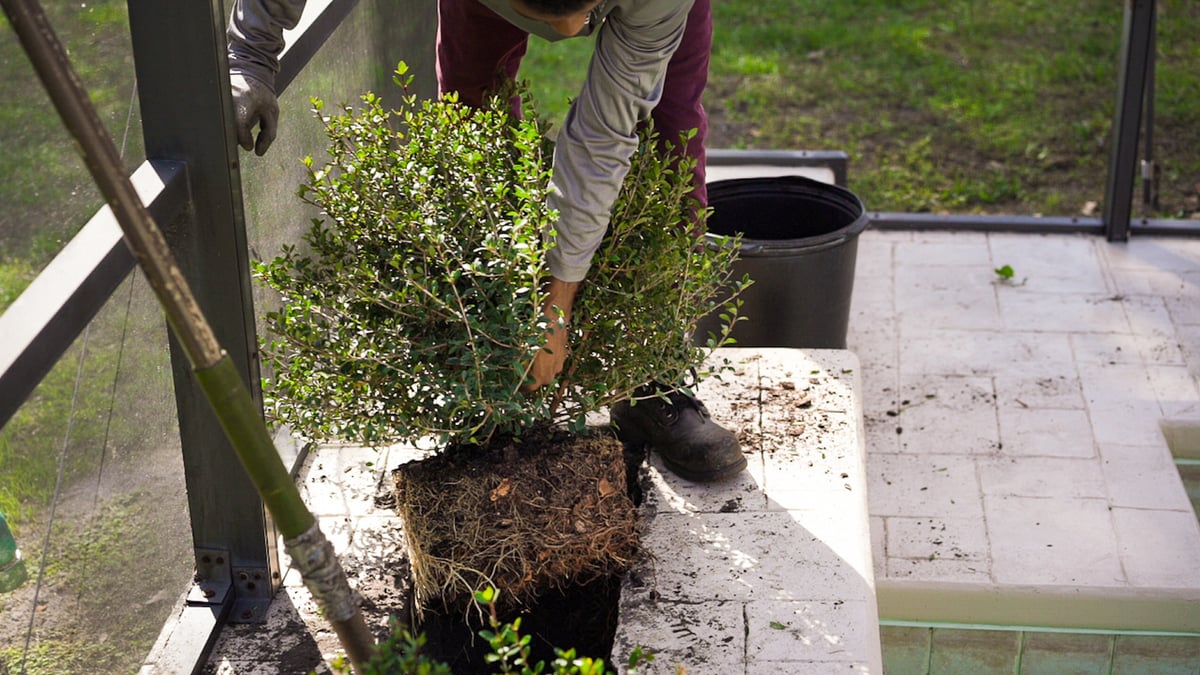 landscape installation team plants shrub