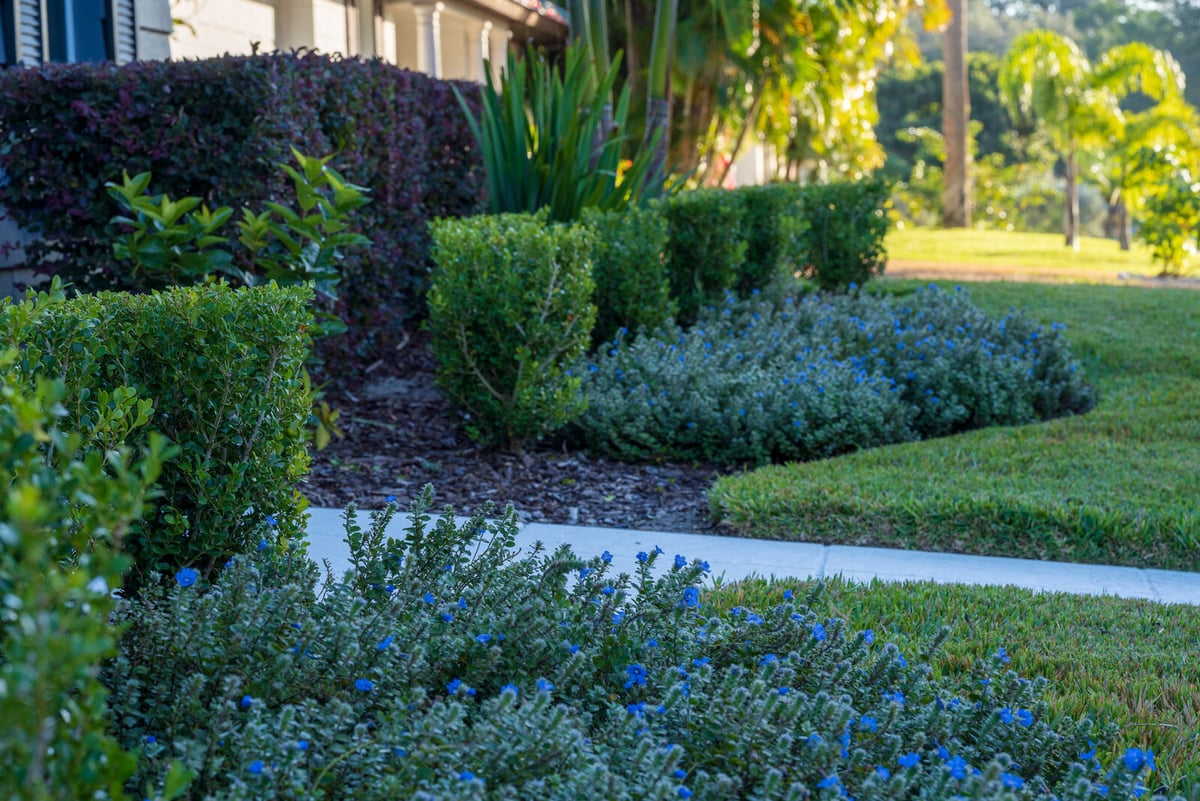 shrubs in landscape bed with perennial flowers