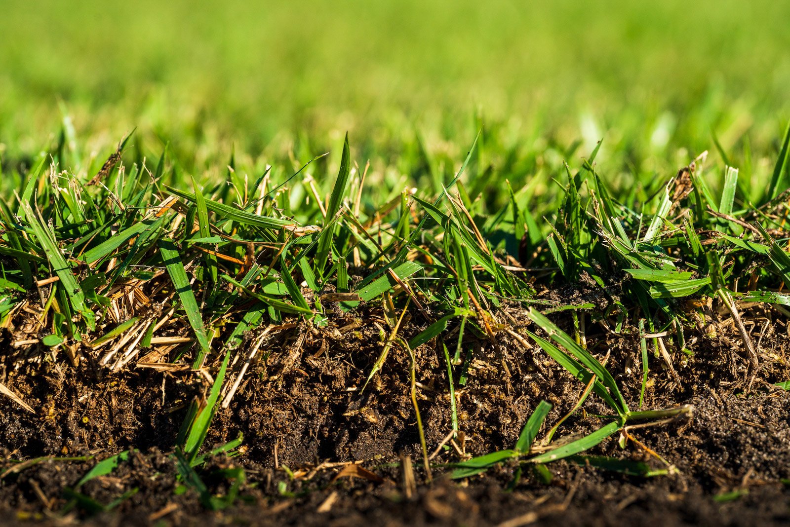 Up close of quality sod