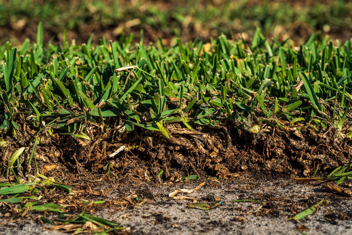 sod root system